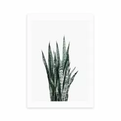 East End Prints Succulent Set 1 Print 5 East End Prints Succulent Set 1 Print -Cheap clocks Store 30841831 alt01